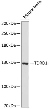 Western blot - TDRD1 Polyclonal Antibody 