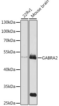 Western blot - GABRA2 Polyclonal Antibody 