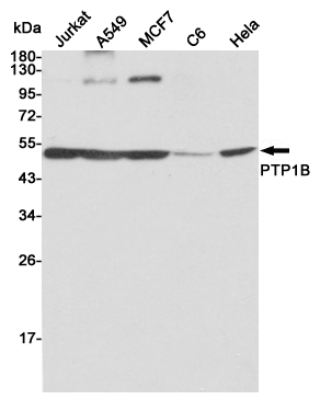 Western blot detection of PTP1B in Jurkat, A549,MCF7,C6 and Hela cell lysates using PTP1B mouse mAb (1:2000 diluted).Predicted band size:50KDa.Observed band size:50KDa.