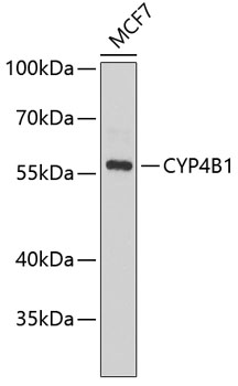Western blot - CYP4B1 Polyclonal Antibody 