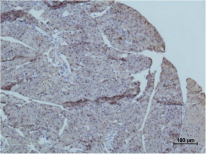 Fig2:; Immunohistochemical analysis of paraffin-embedded Mouse PancreasTissue using TRIM72 Polyclonal Antibody.