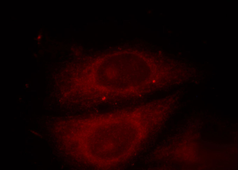 Immunofluorescent analysis of HepG2 cells, using DUSP9 antibody Catalog No:110122 at 1:25 dilution and Rhodamine-labeled goat anti-rabbit IgG (red).