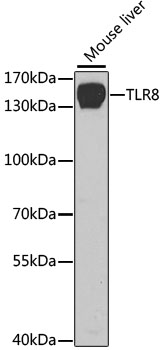 Western blot - TLR8 Polyclonal Antibody 