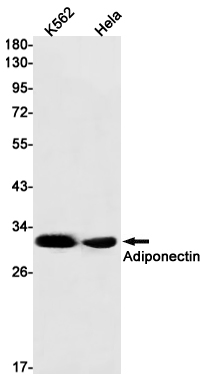 Western blot detection of Adiponectin in K562,Hela cell lysates using Adiponectin Rabbit mAb(1:1000 diluted).Predicted band size:26kDa.Observed band size:30kDa.