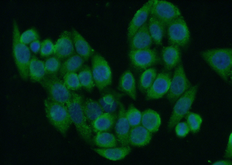 Immunofluorescent analysis of (10% Formaldehyde) fixed HeLa cells using Catalog No:113719(PERLD1 Antibody) at dilution of 1:50 and Alexa Fluor 488-congugated AffiniPure Goat Anti-Rabbit IgG(H+L)
