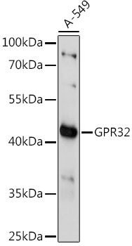 Western blot - GPR32 Polyclonal Antibody 