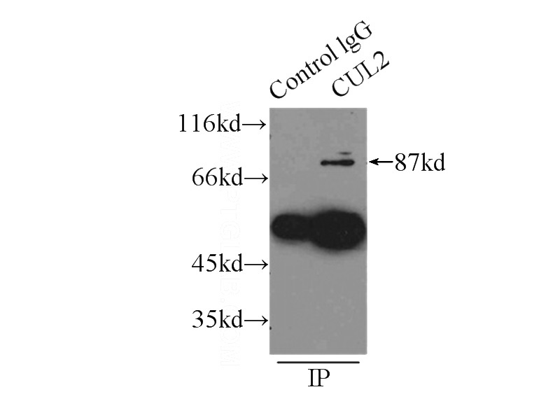 IP Result of anti-CUL2 (IP:Catalog No:109742, 4ug; Detection:Catalog No:109742 1:200) with HeLa cells lysate 2500ug.