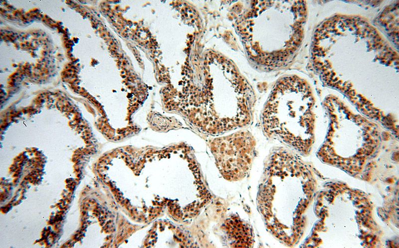Immunohistochemical of paraffin-embedded human testis using Catalog No:110684(FKBPL antibody) at dilution of 1:50 (under 10x lens)