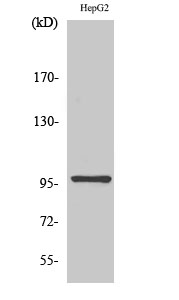 Fig1:; Western Blot analysis of various cells using HPK1 Polyclonal Antibody diluted at 1: 1000