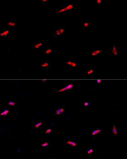 Immunofluorescence - EIF3J Polyclonal Antibody 