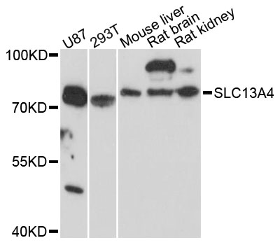 Western blot - SLC13A4 Polyclonal Antibody 