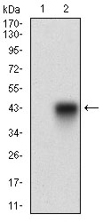 Western blot analysis using B3GALT4 mAb against HEK293 (1) and B3GALT4 (AA