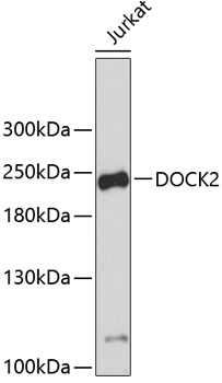 Western blot - DOCK2 Polyclonal Antibody 
