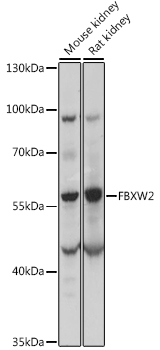 Western blot - FBXW2 Polyclonal Antibody 