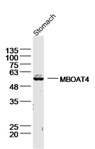 Fig1: Sample: stomach (mouse) Lysate at 40 ug; Primary: Anti- MBOAT4 at 1/300 dilution; Secondary: IRDye800CW Goat Anti-Rabbit IgG at 1/20000 dilution; Predicted band size: 50kD; Observed band size: 55 kD