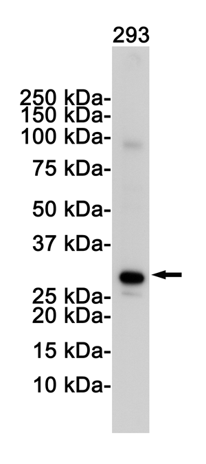 Western blot detection of VDAC1 in 293 cell lysates using VDAC1 Rabbit pAb(1:1000 diluted).Predicted band size:31KDa.Observed band size:31KDa.