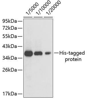 Western blot - Mouse anti His-Tag mAb 
