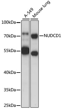Western blot - NUDCD1 Polyclonal Antibody 