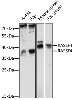 Western blot - RASSF4 Polyclonal Antibody 