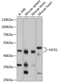 Western blot - NCK1 Polyclonal Antibody 