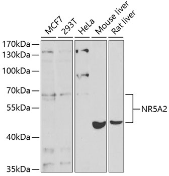 Western blot - NR5A2 Polyclonal Antibody 