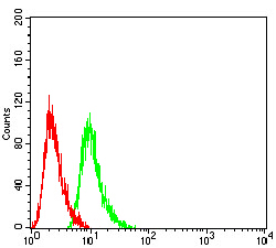 Fig8: Flow cytometric analysis of Hela cells with Rab6b antibody at 1/100 dilution (green) compared with an unlabelled control (cells without incubation with primary antibody; red).