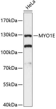 Western blot - MYO1E Polyclonal Antibody 