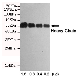 Western blot analysis of decreasing concentrations of total rabbit IgG reduced and denatured in 2X SDS loading buffer with DTT using Mouse Anti-Rabbit IgG (Heavy-Chain Specific) mAb (1:1000 diluted).