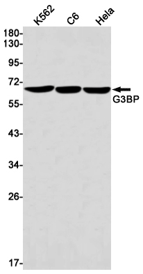 Western blot detection of G3BP in K562,C6,Hela cell lysates using G3BP Rabbit mAb(1:1000 diluted).Predicted band size:52kDa.Observed band size:68kDa.