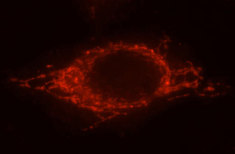 Immunofluorescent analysis of Hela cells, using PYCR2 antibody Catalog No:114355 at 1:25 dilution and Rhodamine-labeled goat anti-rabbit IgG (red).