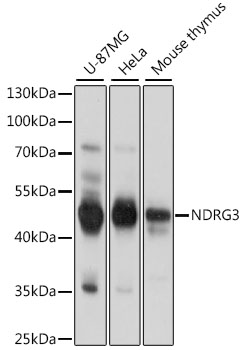 Western blot - NDRG3 Polyclonal Antibody 