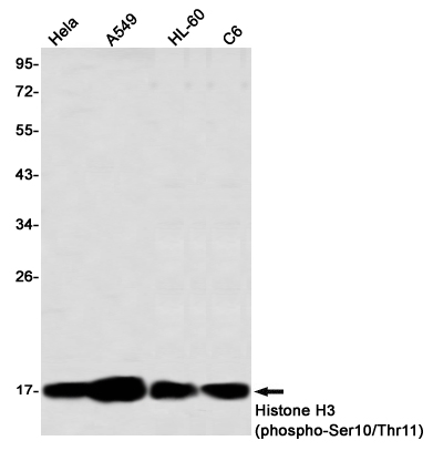Western blot detection of Histone H3 (phospho-Ser10/Thr11) in Hela,A549,HL-60,C6 using Histone H3 (phospho-Ser10/Thr11) Rabbit mAb(1:1000 diluted)