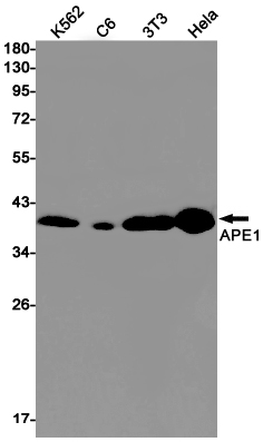 Western blot detection of APE1 in K562,C6,3T3,Hela cell lysates using APE1 Rabbit pAb(1:1000 diluted).Predicted band size:36kDa.Observed band size:36kDa.