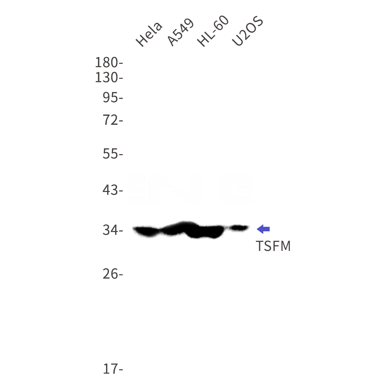 Western blot detection of TSFM in Hela,A549,HL-60,U2OS cell lysates using TSFM Rabbit mAb(1:1000 diluted).Predicted band size:35kDa.Observed band size:35kDa.