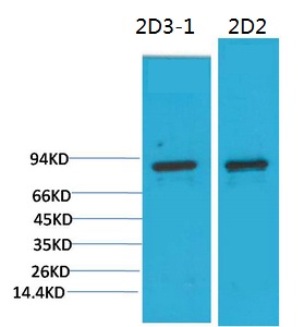 Western blot analysis of 1)3T3, 2) Rat LiverTissue with PI3 Kinase P85α Mouse mAb diluted at 1:2,000.