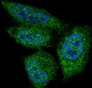 Immunofluorescent analysis of Hela cells, using AKT1 Antibody.