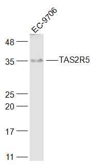 Fig1: Sample:; EC-9706(Human) Cell Lysate at 30 ug; Primary: Anti-TAS2R5 at 1/1000 dilution; Secondary: IRDye800CW Goat Anti-Rabbit IgG at 1/20000 dilution; Predicted band size: 34 kD; Observed band size: 35 kD