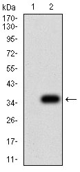 Fig2: Western blot analysis of P2RY8 againstHEK293 (1) and P2RY8 (AA: extra mix)-hIgGFc transfected HEK293 (2) cell lysate. Proteins were transferred to a PVDF membrane and blocked with 5% BSA in PBS for 1 hour at room temperature. The primary antibody ( 1/500) was used in 5% BSA at room temperature for 2 hours. Goat Anti-Mouse IgG - HRP Secondary Antibody at 1:5,000 dilution was used for 1 hour at room temperature.