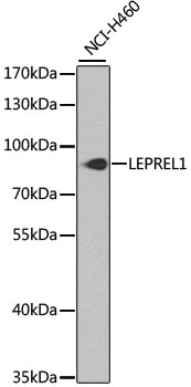 Western blot - LEPREL1 Polyclonal Antibody 