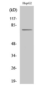 Fig1:; Western Blot analysis of various cells using CLIP4 Polyclonal Antibody