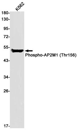 Western blot detection of Phospho-AP2M1 (Thr156) in K562 cell lysates using Phospho-AP2M1 (Thr156) Rabbit pAb(1:1000 diluted).Predicted band size:50kDa.Observed band size:50kDa.