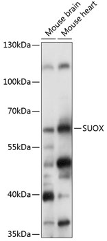 Western blot - SUOX Polyclonal Antibody 