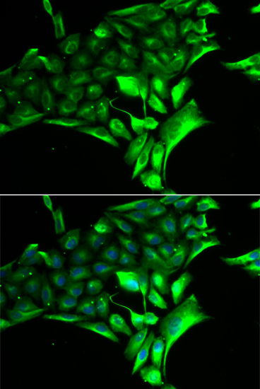 Immunofluorescence - PYGB Polyclonal Antibody 