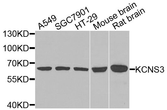 Western blot - KCNS3 Polyclonal Antibody 