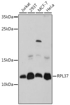 Western blot - RPL37 Polyclonal Antibody 