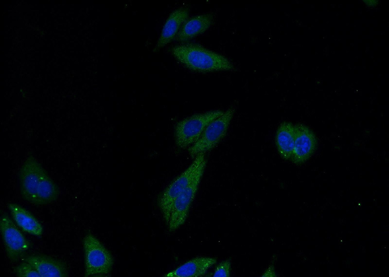 Immunofluorescent analysis of HepG2 cells using Catalog No:114553(RAPH1 Antibody) at dilution of 1:25 and Alexa Fluor 488-congugated AffiniPure Goat Anti-Rabbit IgG(H+L)