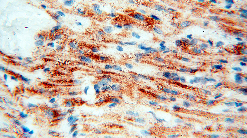 Immunohistochemical of paraffin-embedded human heart using Catalog No:109470(COQ5 antibody) at dilution of 1:100 (under 40x lens)