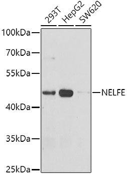 Western blot - NELFE Polyclonal Antibody 