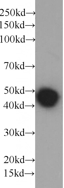 Recombinant protein were subjected to SDS PAGE followed by western blot with HRP-66005(6*His, His-Tag Antibody) at dilution of 1:10000