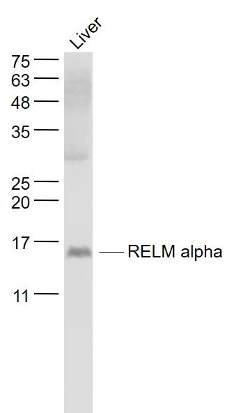 Fig2: Sample:; Liver (Mouse) Lysate at 40 ug; Primary: Anti- RELM alpha at 1/1000 dilution; Secondary: IRDye800CW Goat Anti-Rabbit IgG at 1/20000 dilution; Predicted band size: 9 kD; Observed band size: 15 kD